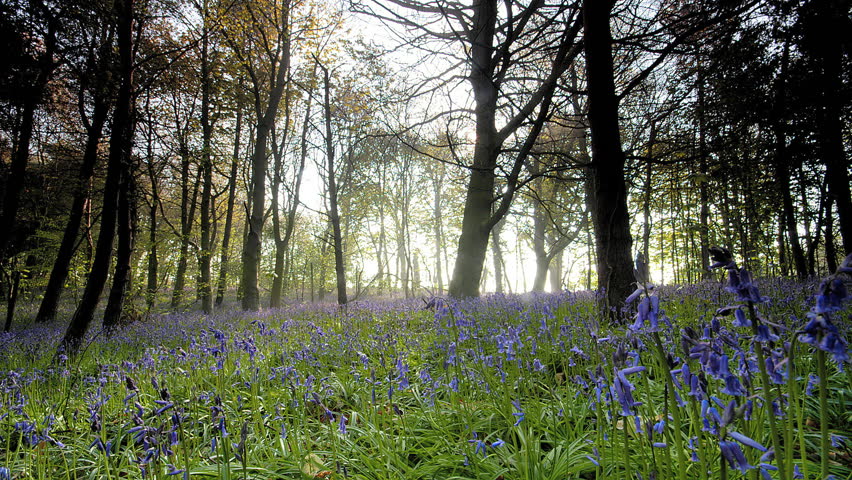 Forest Floor