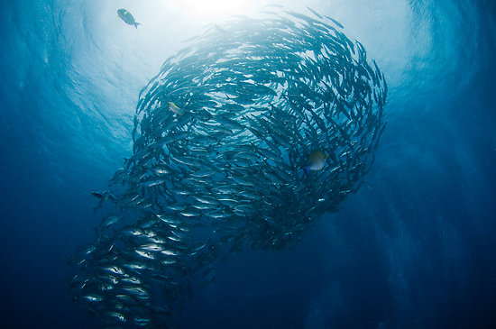 School of Fish